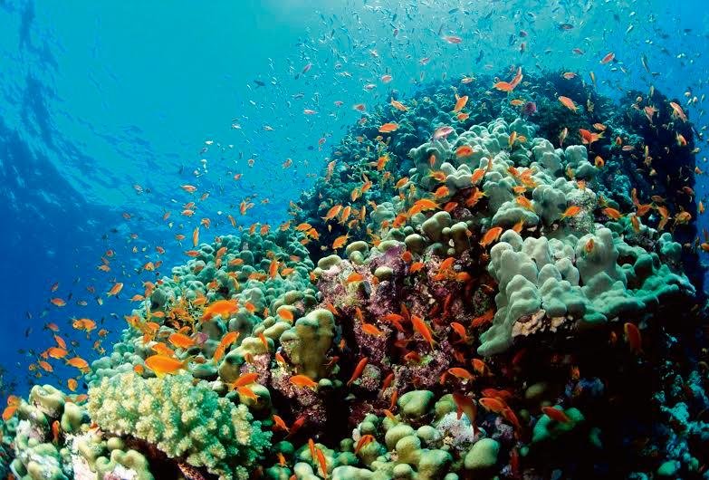 reef.jpg__800x0_q85_crop